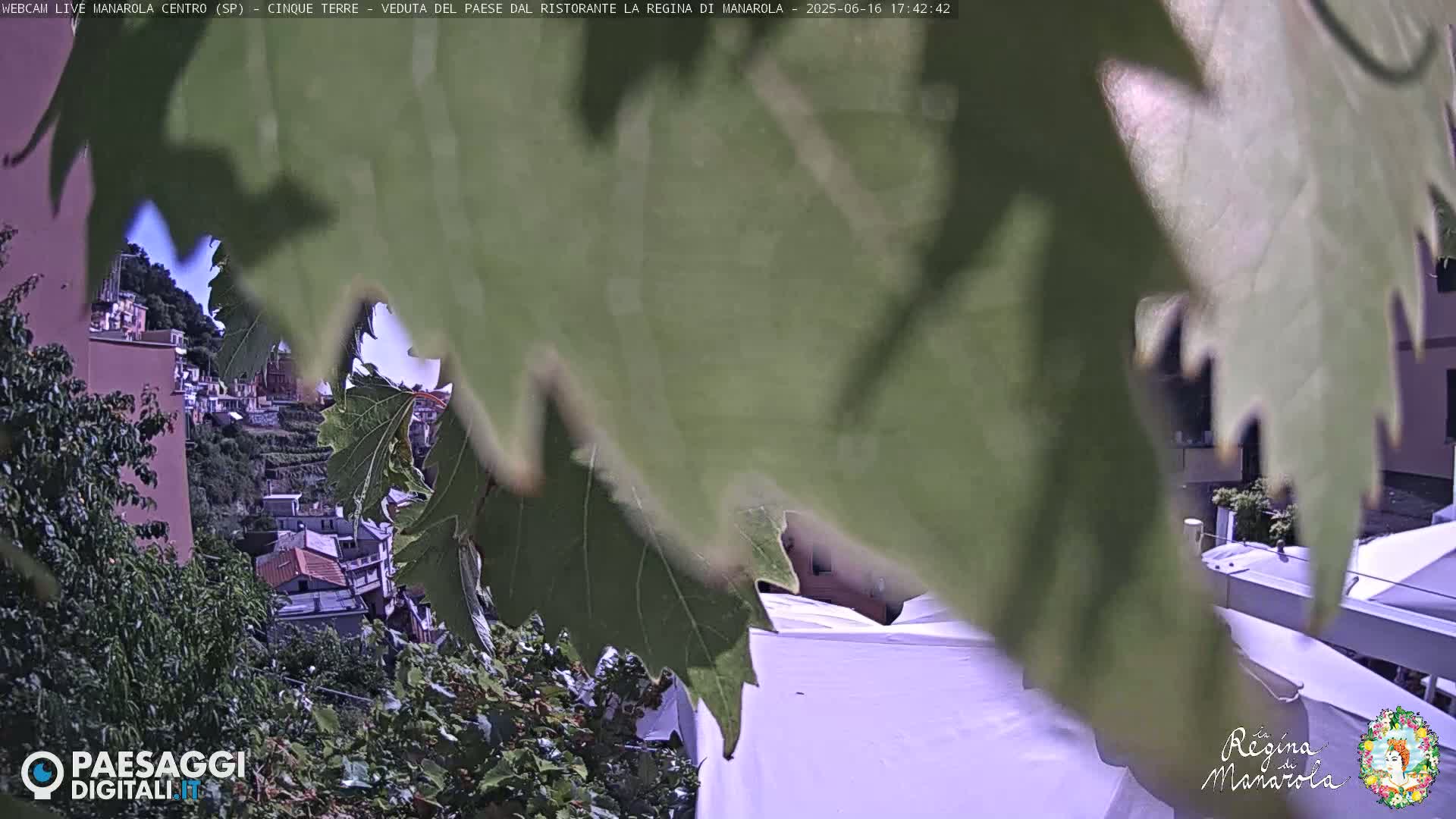 A partly sunny view of a hillside town is seen through the leaves of a vine.