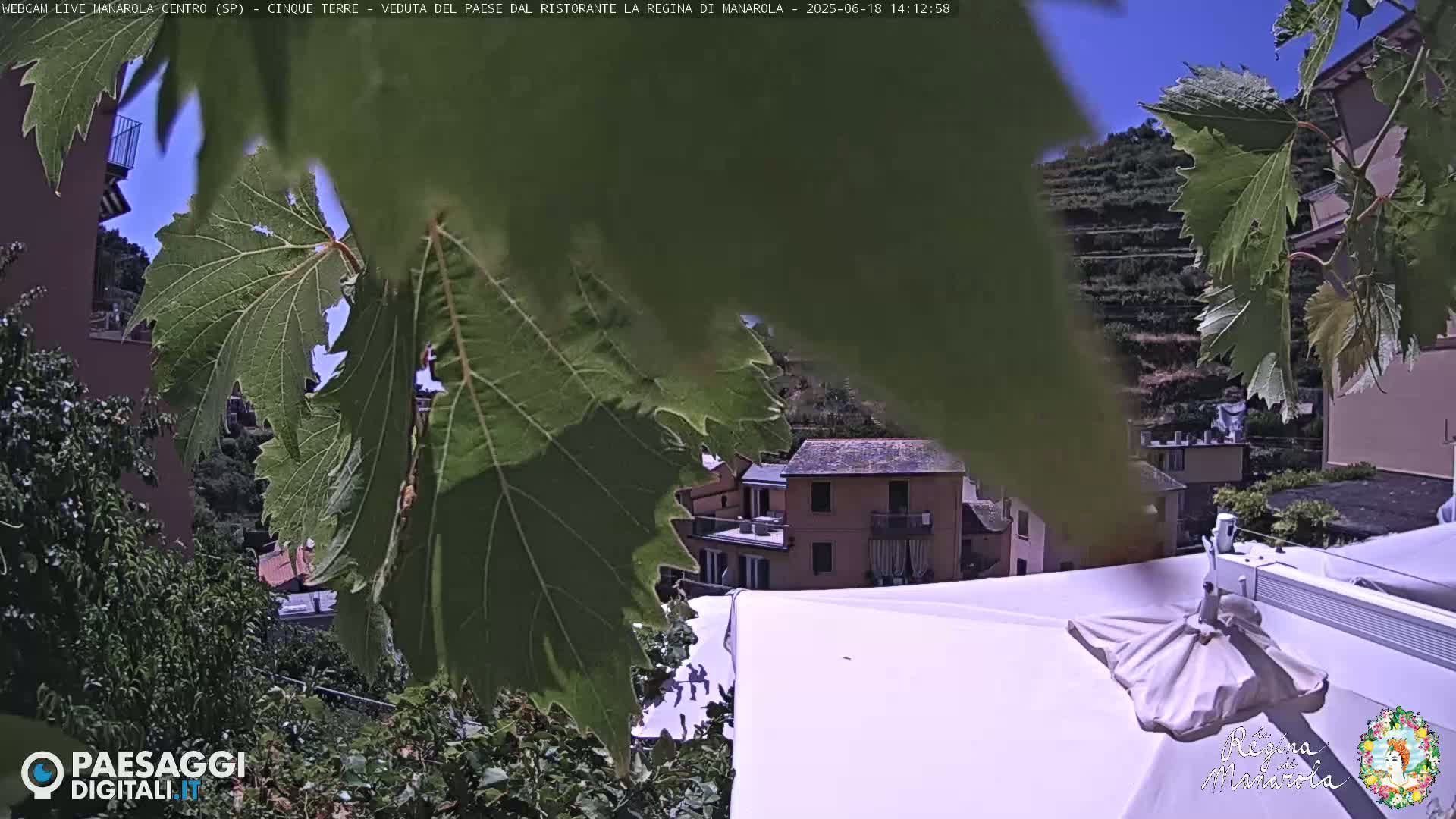 A view of a village partially obscured by grape leaves on a sunny day.