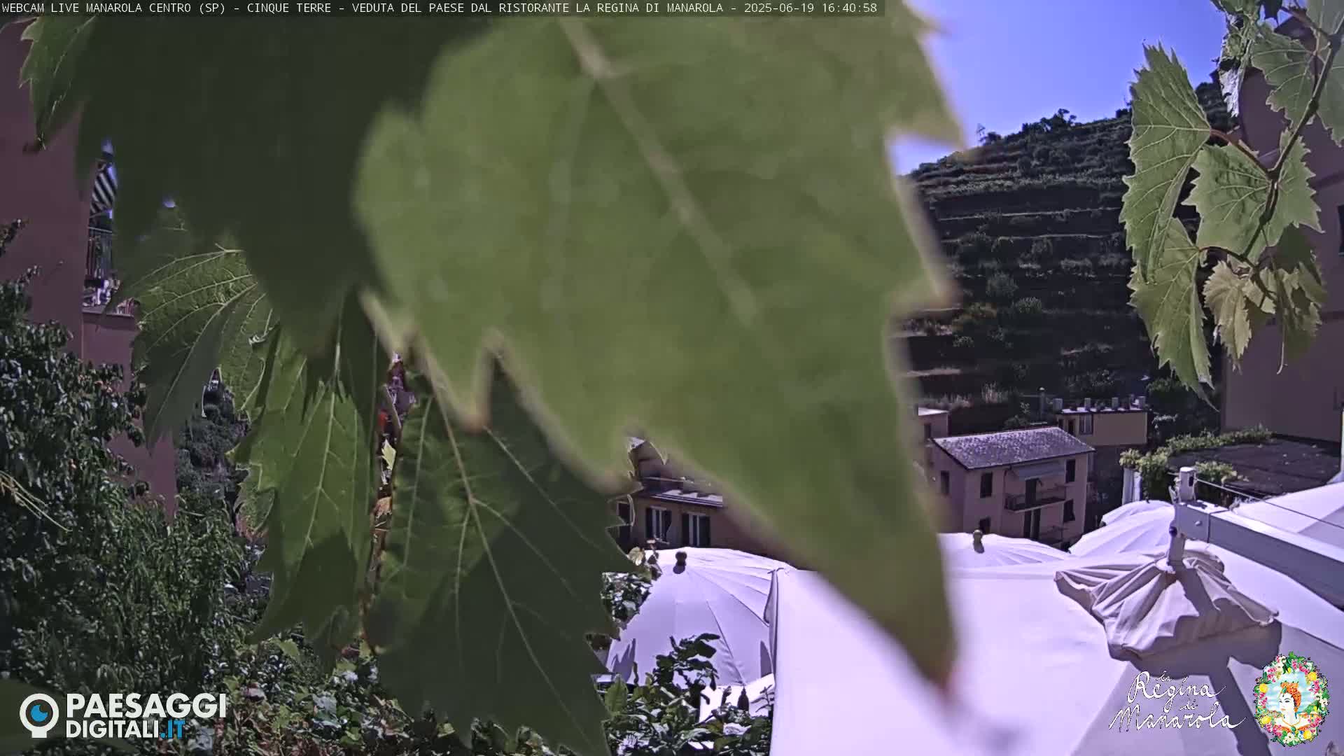 A view of a village nestled on a hillside, partially obscured by grape leaves, under a sunny sky.