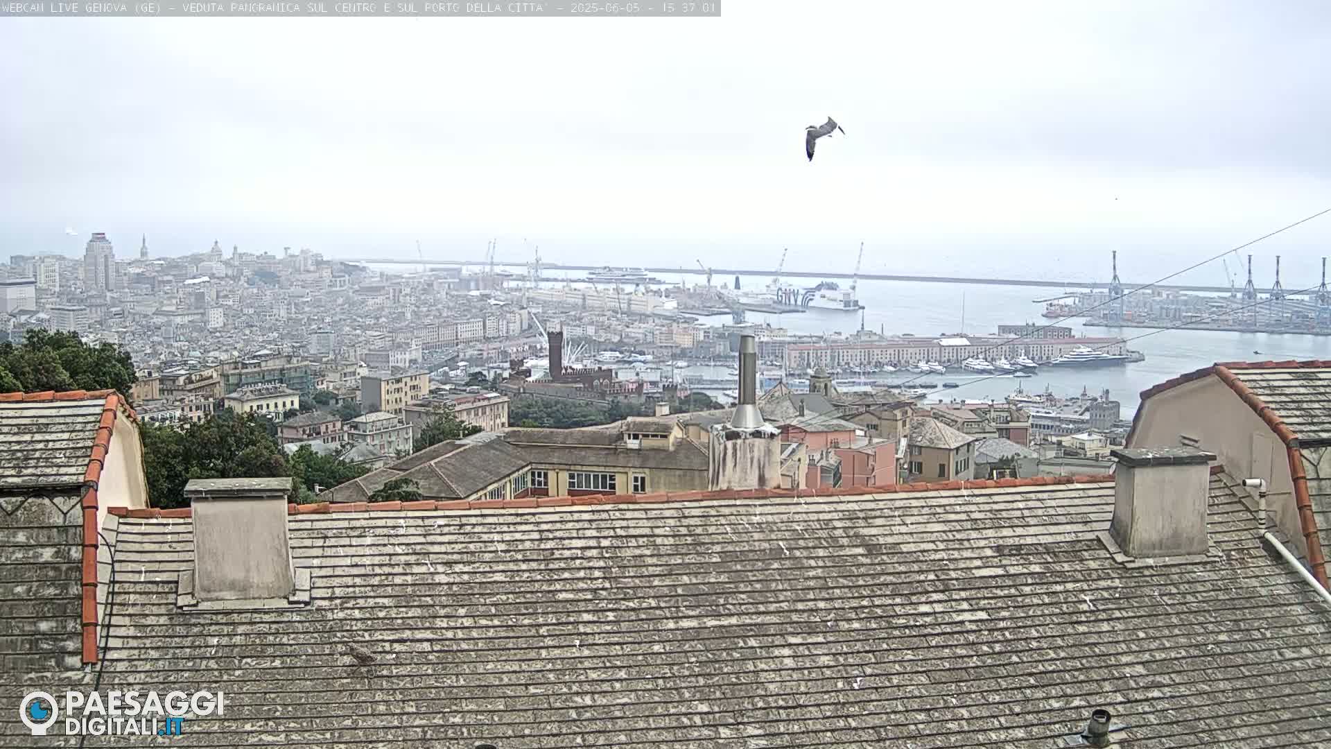 A bird flies over a cityscape and harbor on an overcast day.