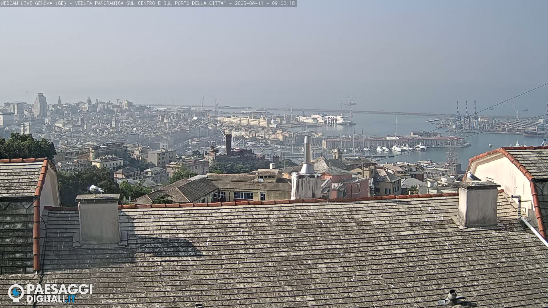 A hazy view of a city and harbor from a rooftop, with a bird perched on a chimney.