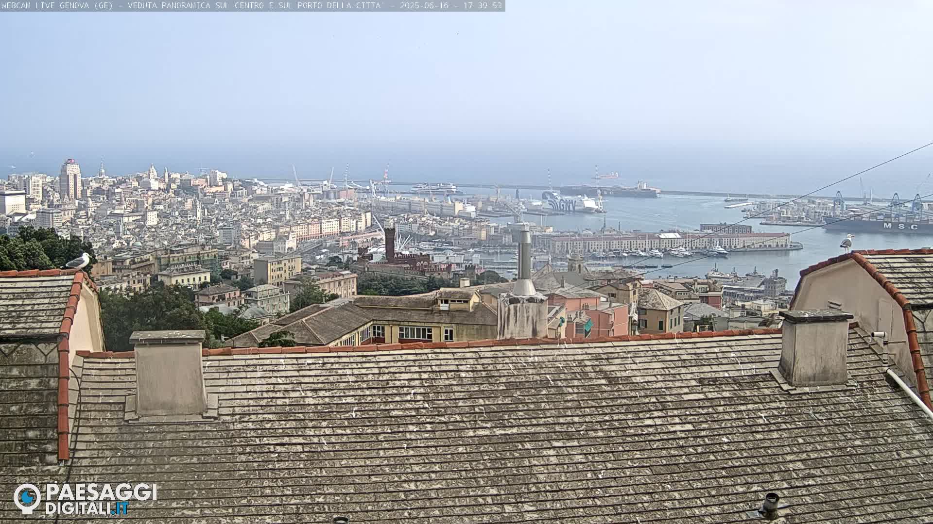 A hazy view of a city and its harbor from a rooftop, with seagulls perched on nearby buildings.