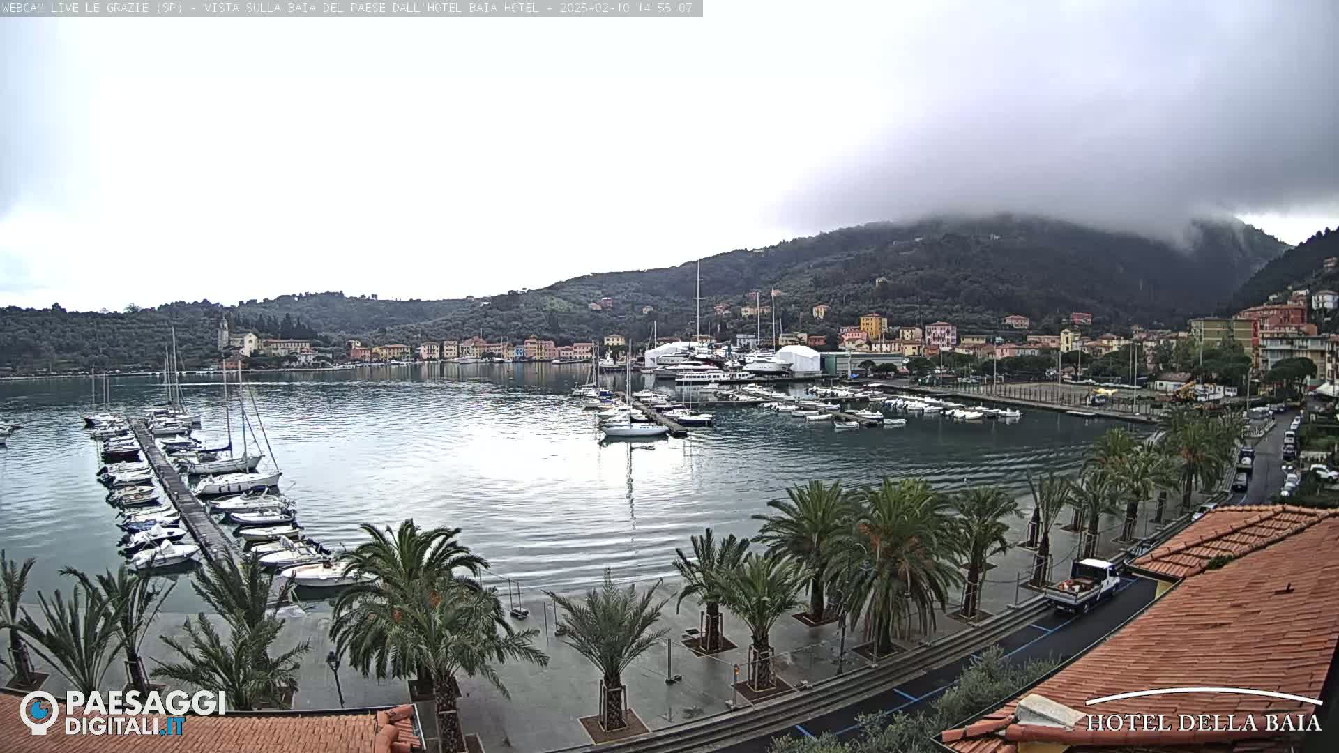 A harbor filled with sailboats and yachts is nestled below a hill shrouded in fog, with palm trees lining the waterfront.