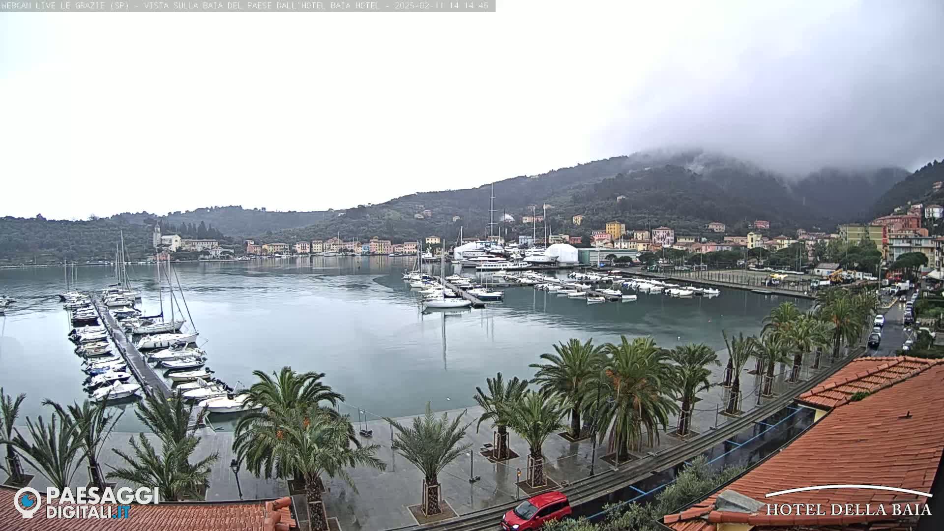 A harbor filled with boats is seen on a cloudy day, with palm trees lining a wet paved area in the foreground and hills covered in fog in the background.