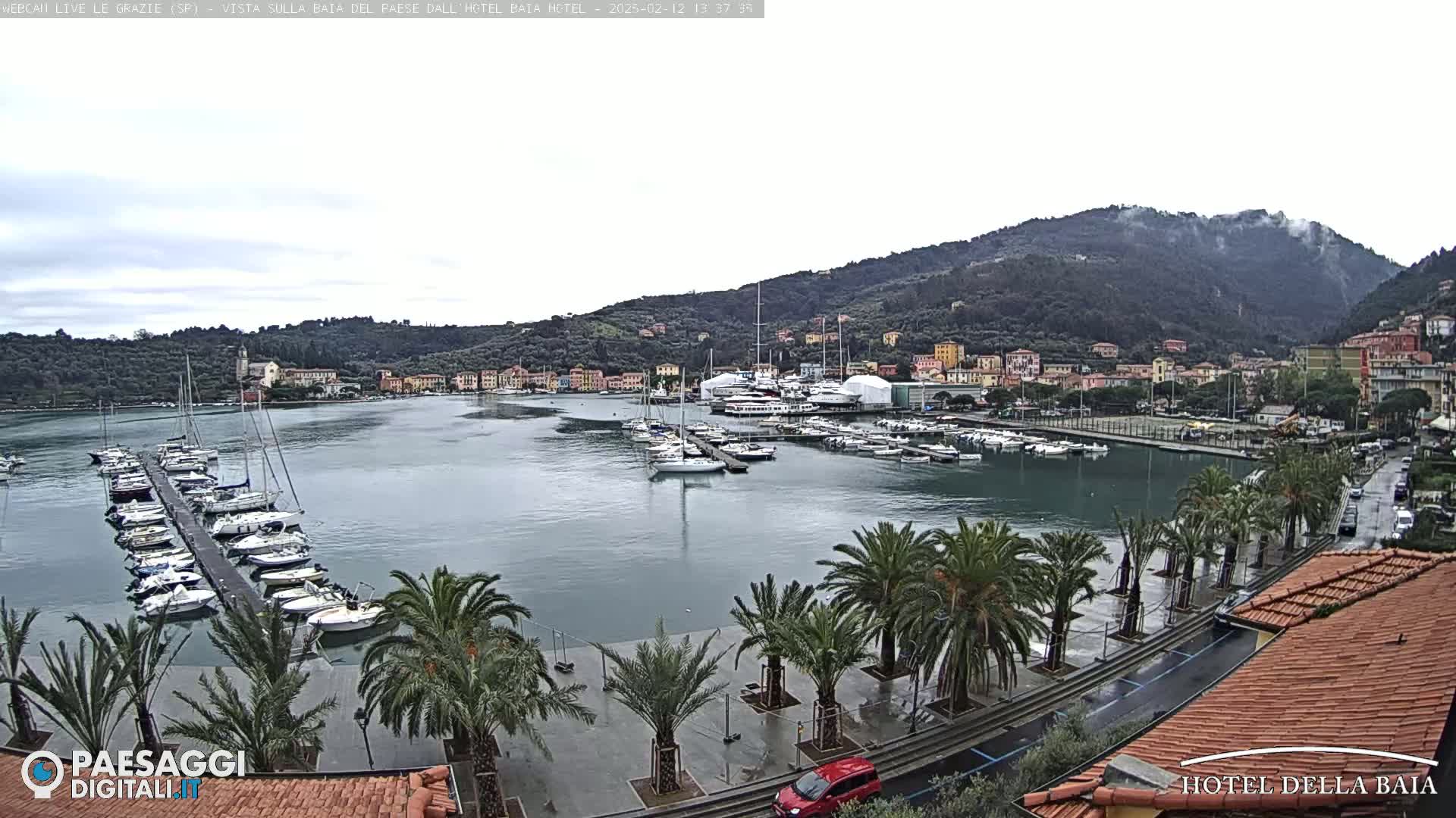 A harbor filled with boats is seen from an elevated position on a cloudy day, with palm trees lining a wet paved area in the foreground and a hill covered in vegetation in the background.