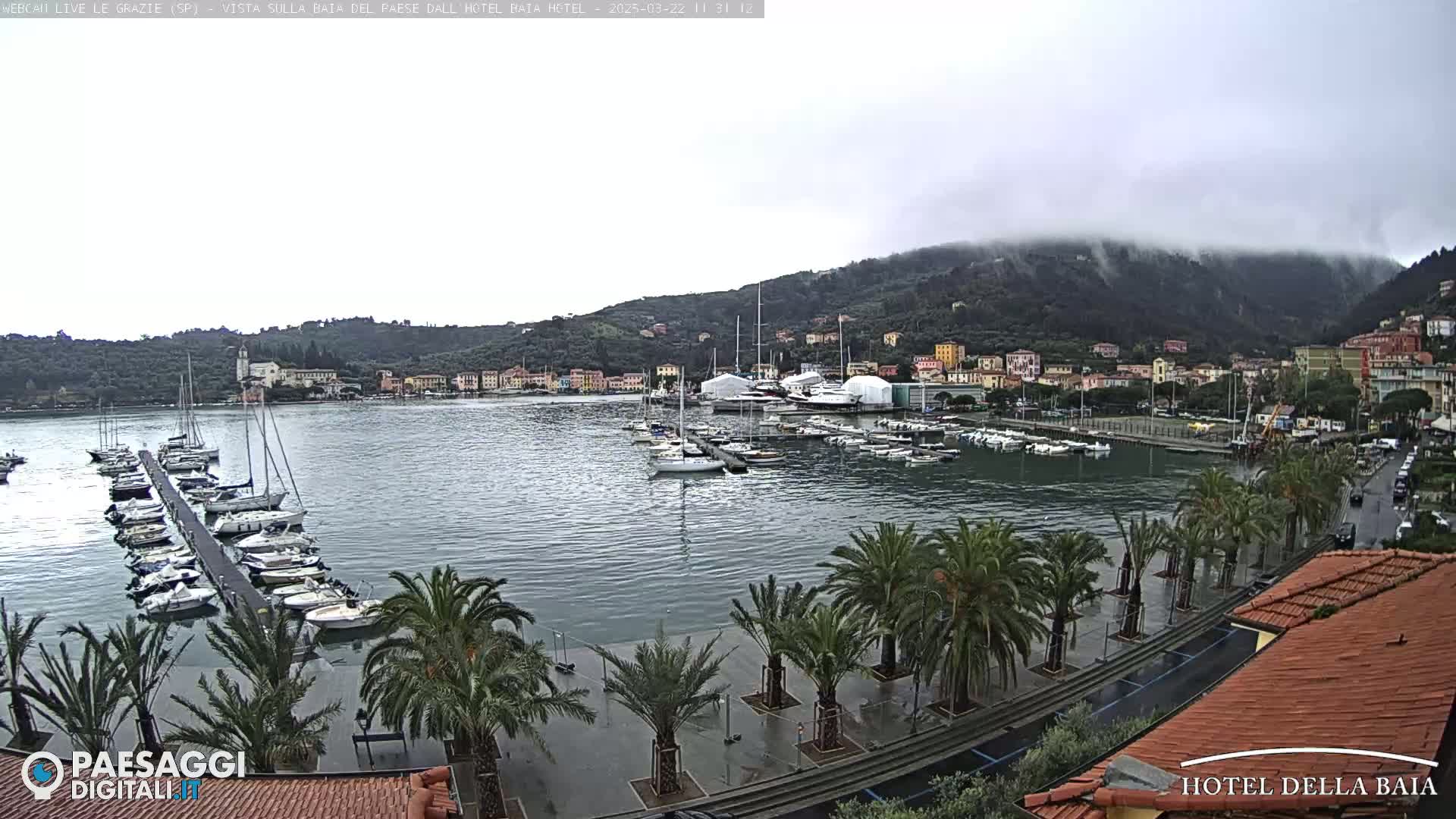 A harbor filled with sailboats and yachts is viewed from a waterfront promenade lined with palm trees under an overcast sky.