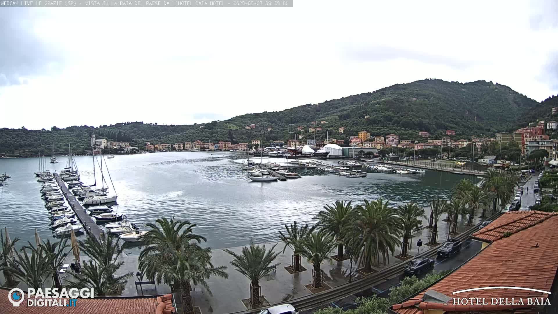 A harbor filled with sailboats and yachts is seen under an overcast sky, with palm trees lining a wet promenade next to a row of buildings.