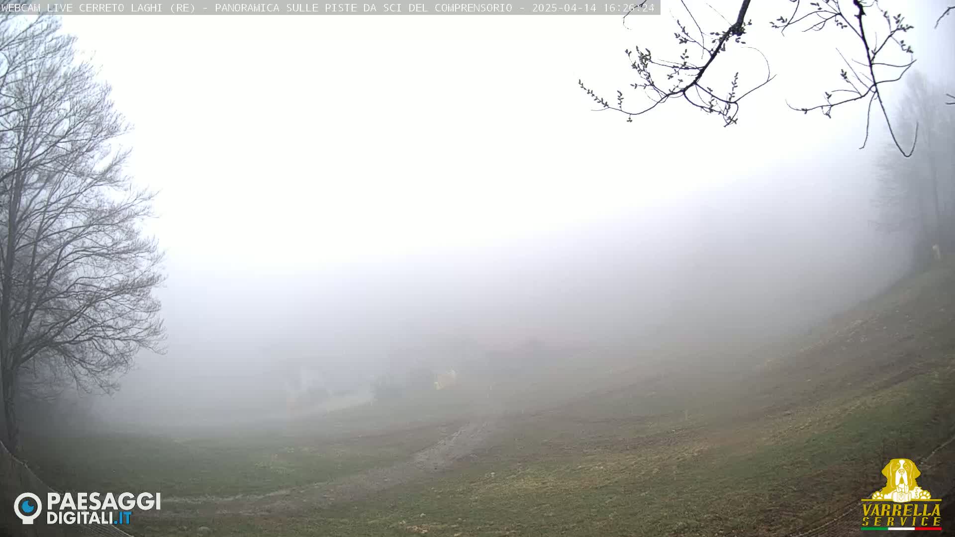 A foggy, grassy hillside is visible through bare branches, with a few trees in the distance.
