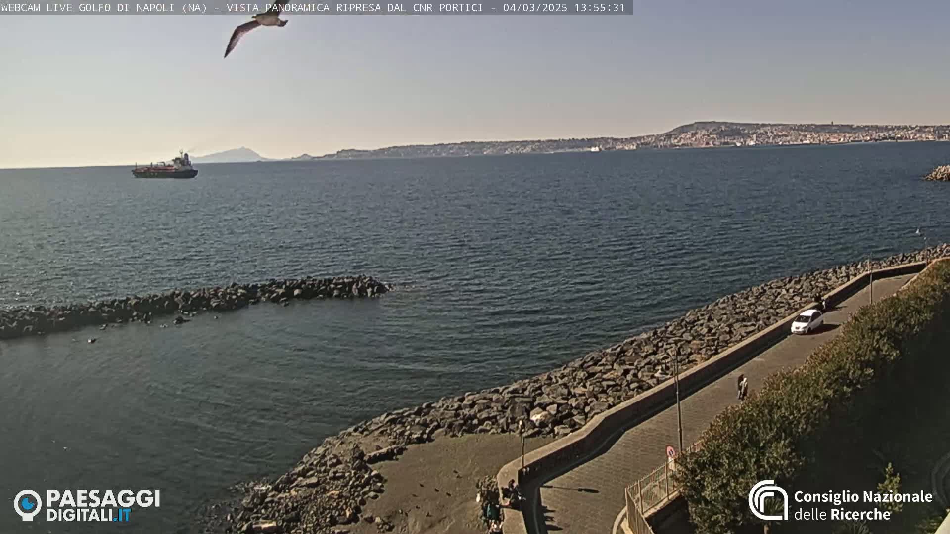 A seagull flies over a calm bay, a rocky shoreline with a paved road, and a distant cityscape under a clear sky.