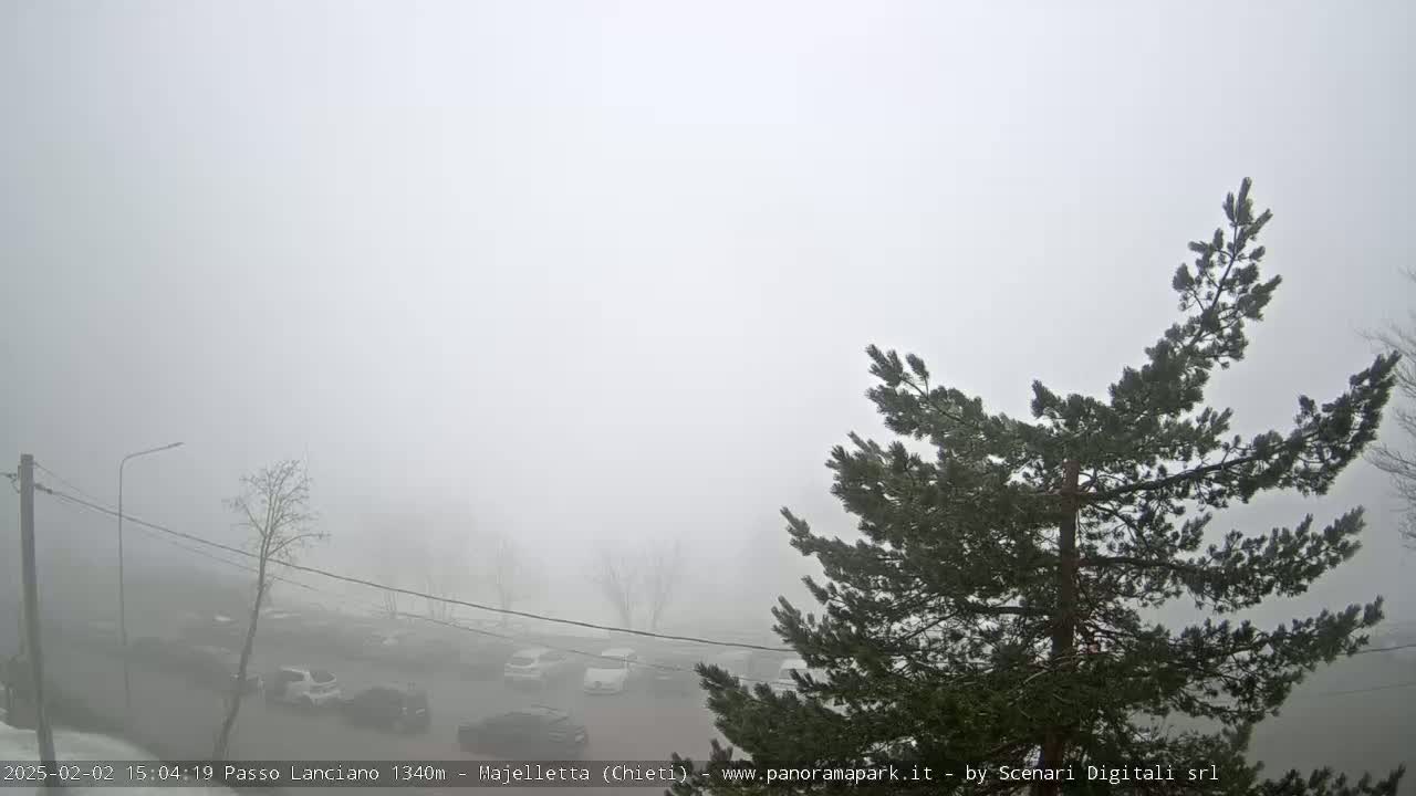 A foggy parking lot with several cars is visible through the branches of a pine tree.