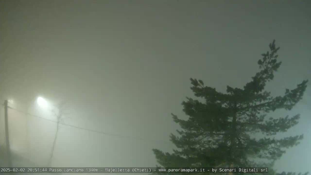A thick fog obscures the view of a tree and a streetlight.