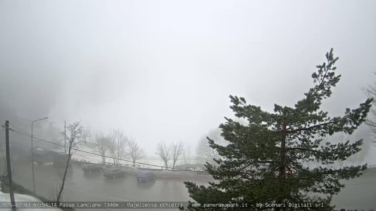 A foggy parking lot with several cars is visible beyond a pine tree in the foreground.
