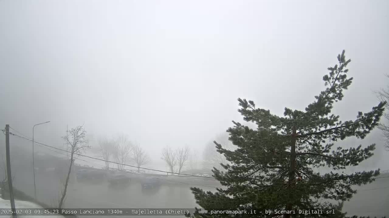 A foggy parking lot is visible through the branches of a pine tree, with several bare trees and a streetlight in the background.