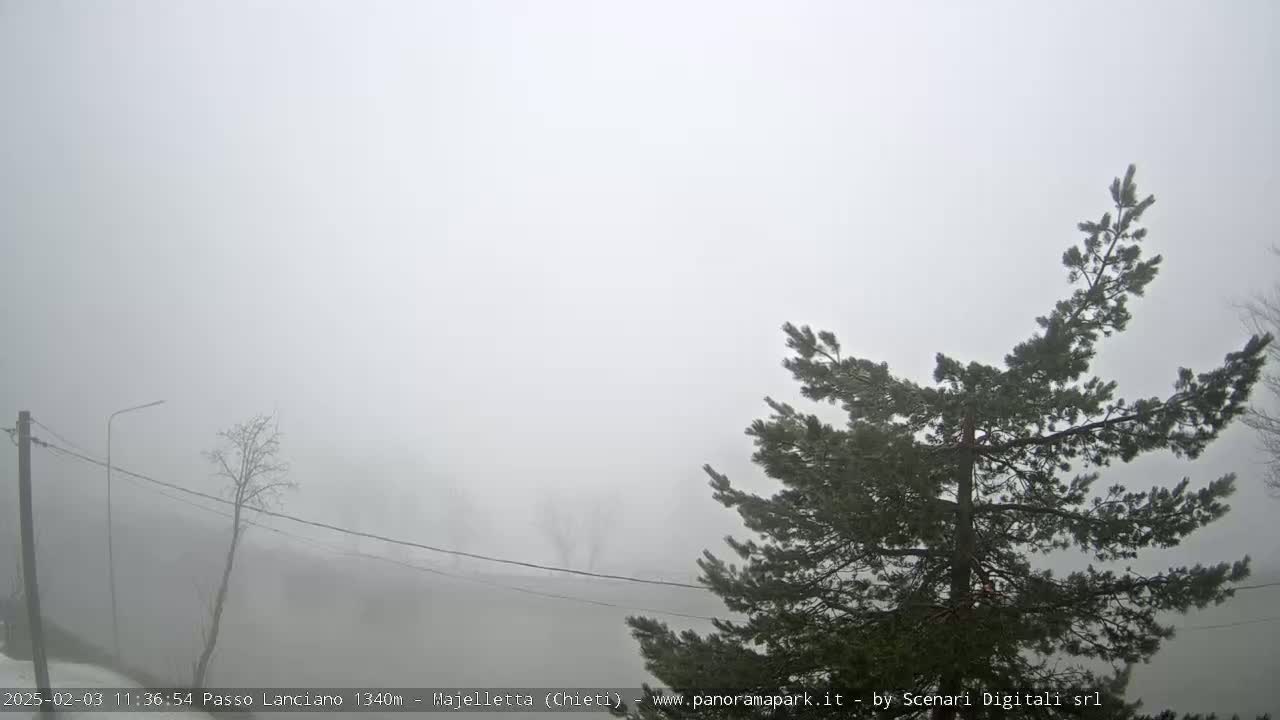 A thick fog obscures a view of a landscape featuring a few bare trees and a pine tree in the foreground.