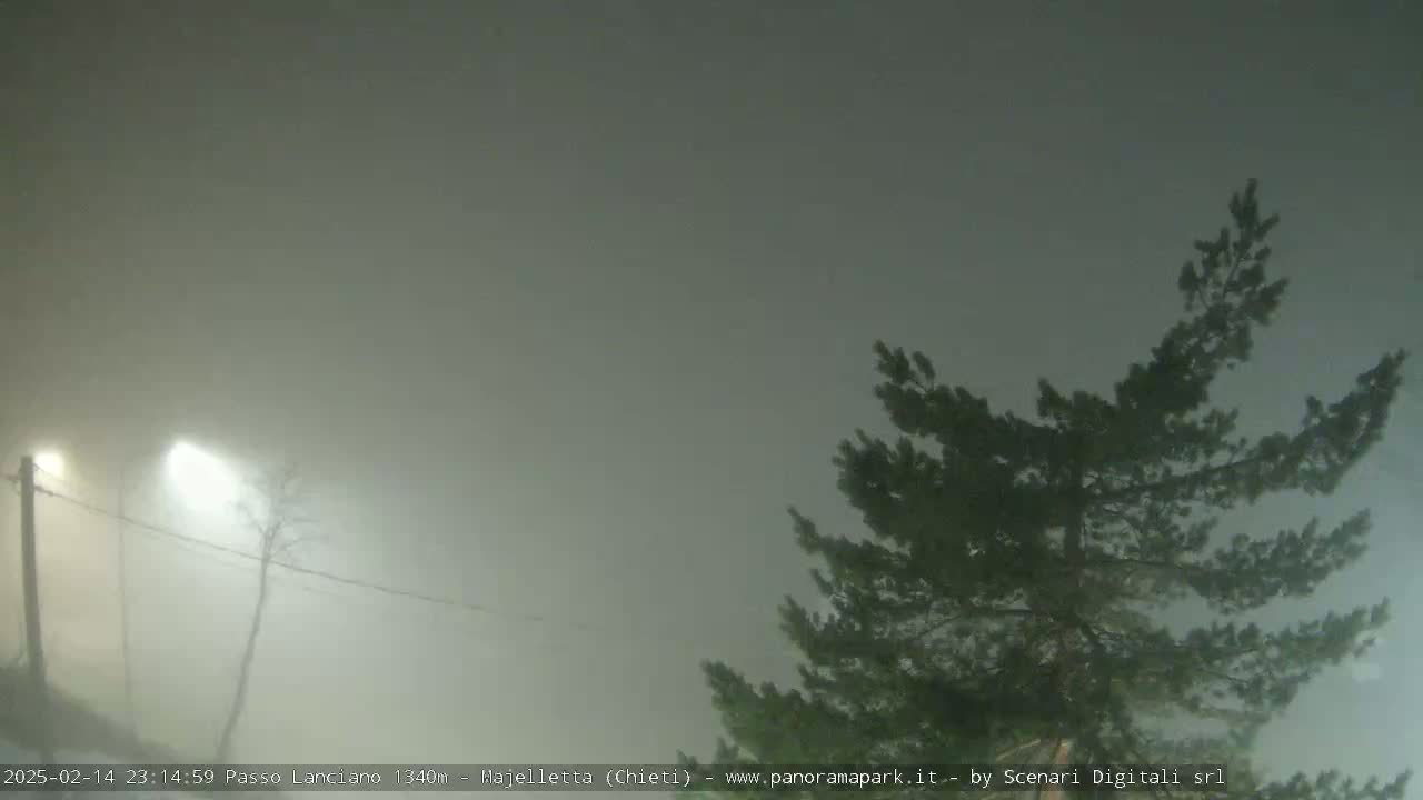A foggy scene shows a tree's branches silhouetted against a muted sky, with dimly lit poles and wires visible in the distance.