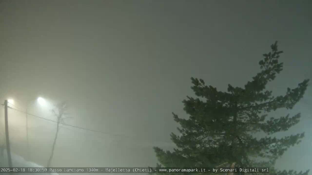A thick fog obscures the view of a streetlight, some bare trees, and the upper branches of an evergreen tree.