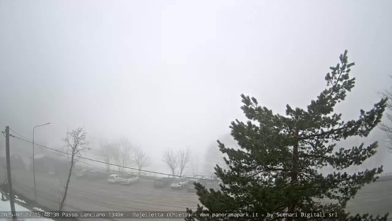 A foggy parking lot with several cars is visible beyond a large pine tree in the foreground.