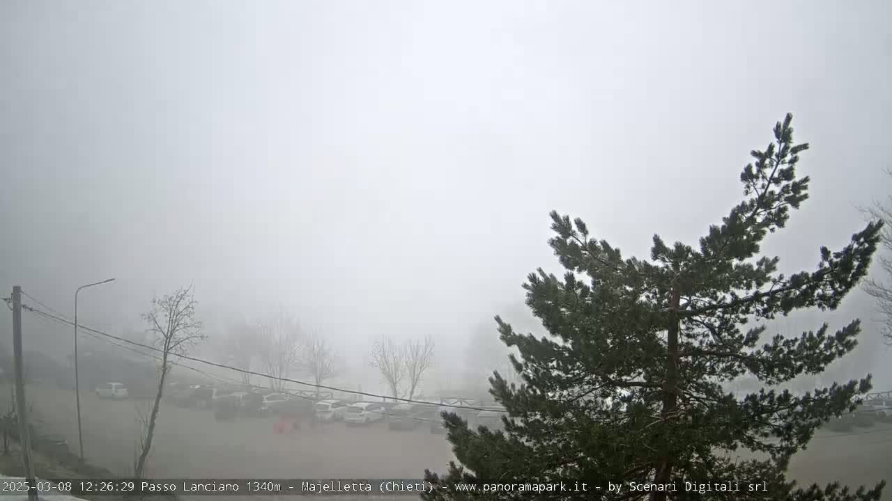 A foggy parking lot with several cars is visible through the branches of a pine tree.