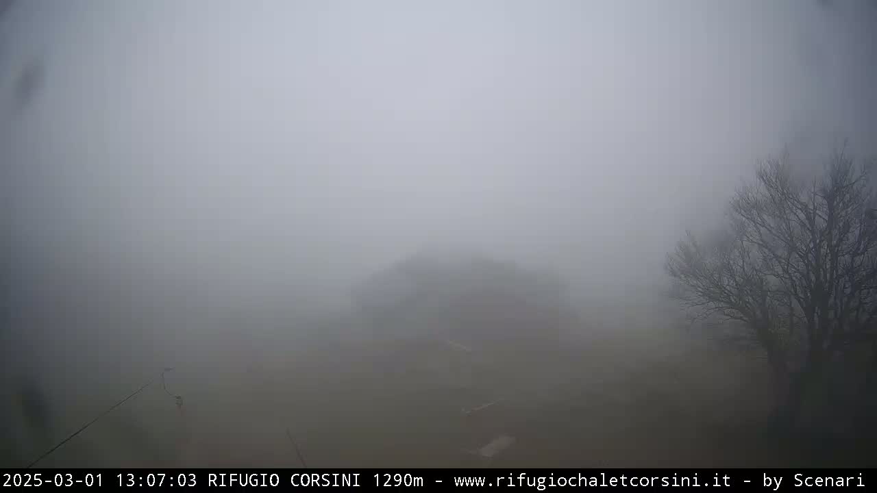 A thick fog obscures the view of a sparsely treed landscape.