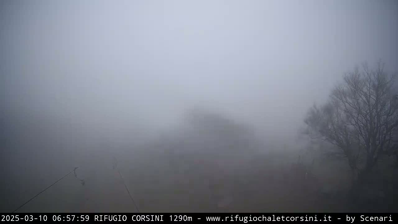 A dense fog obscures the view of leafless trees and indistinct terrain.