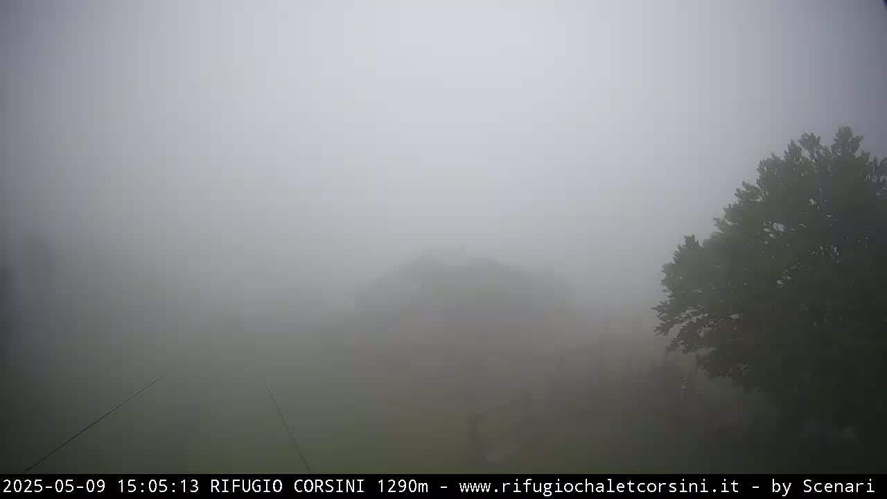 A thick fog obscures the view of a mostly green landscape with a dark tree partially visible on the right.