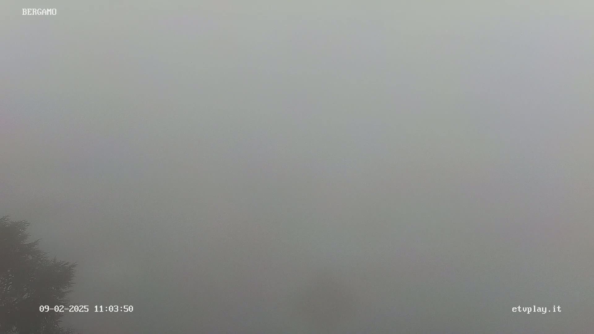A very foggy scene shows a bit of dark green foliage in the bottom left corner.