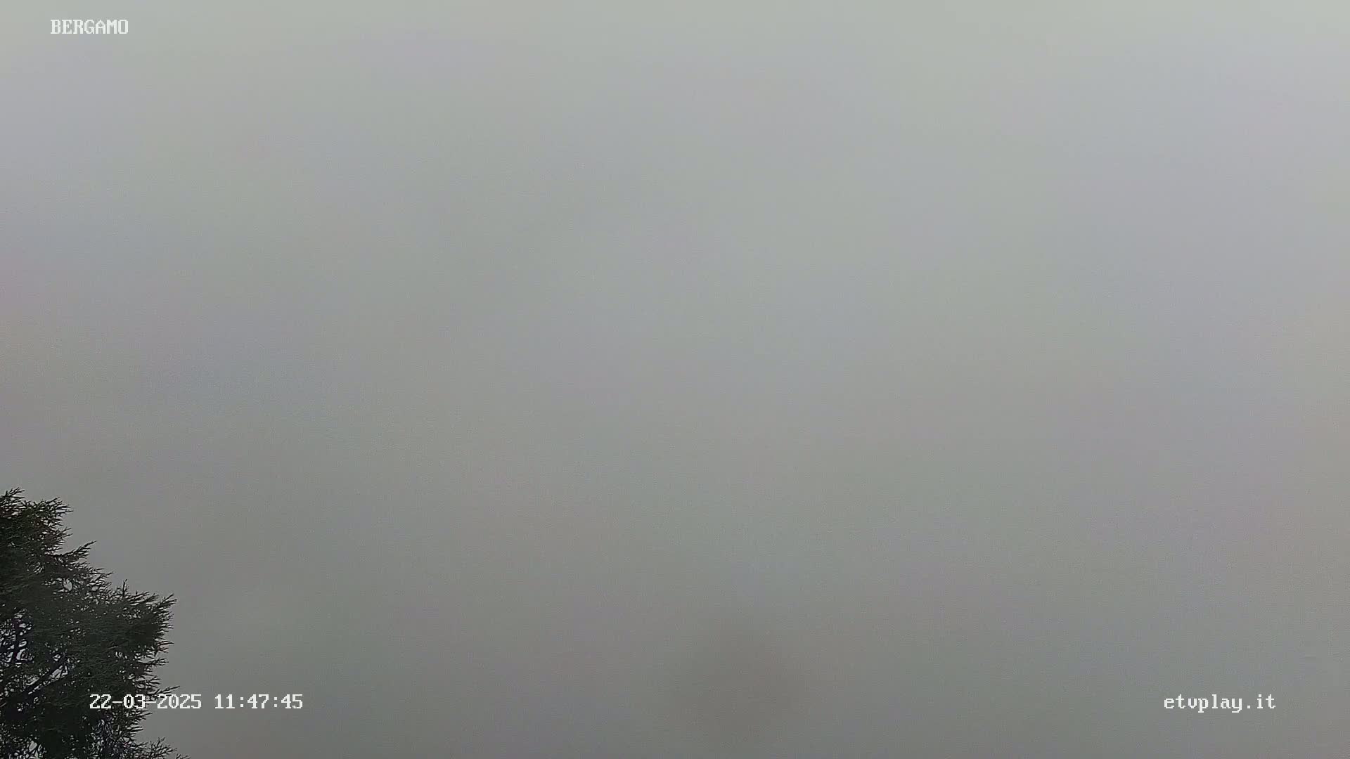 A thick fog obscures the view, with only a dark evergreen tree visible in the bottom left corner.