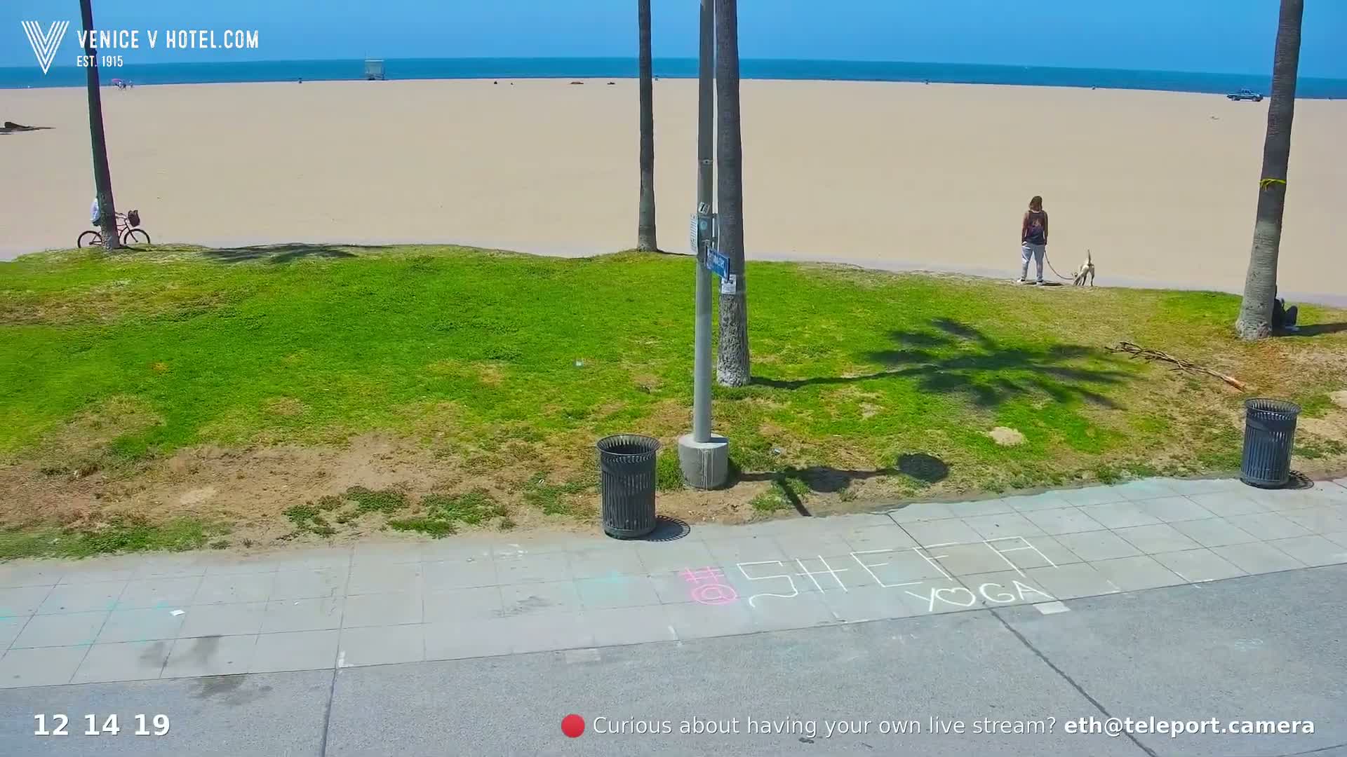 A sunny beach scene shows a person walking a dog on a grassy area next to a sidewalk with chalk drawings, near a sandy beach and ocean.