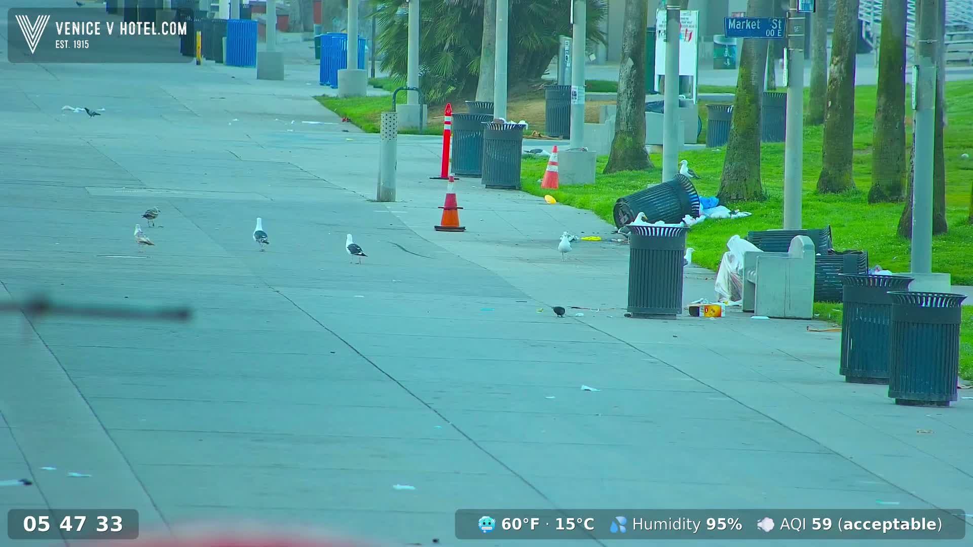 Several seagulls are foraging near overflowing trash cans on a concrete walkway next to a grassy area on a humid, 60°F day.