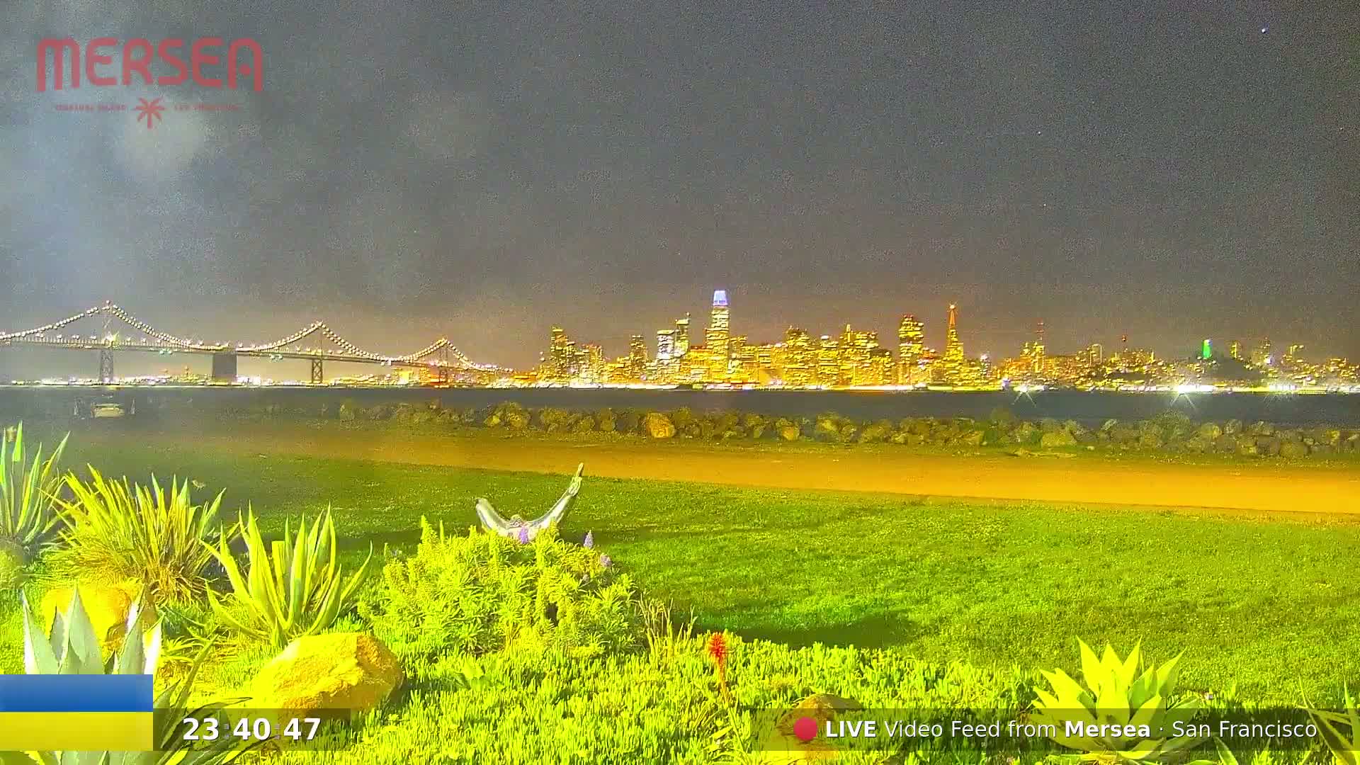 A nighttime view of a city skyline across a body of water, illuminated by city lights, with a bridge in the distance, observed from a grassy area with low vegetation in the foreground under a clear, dark sky.