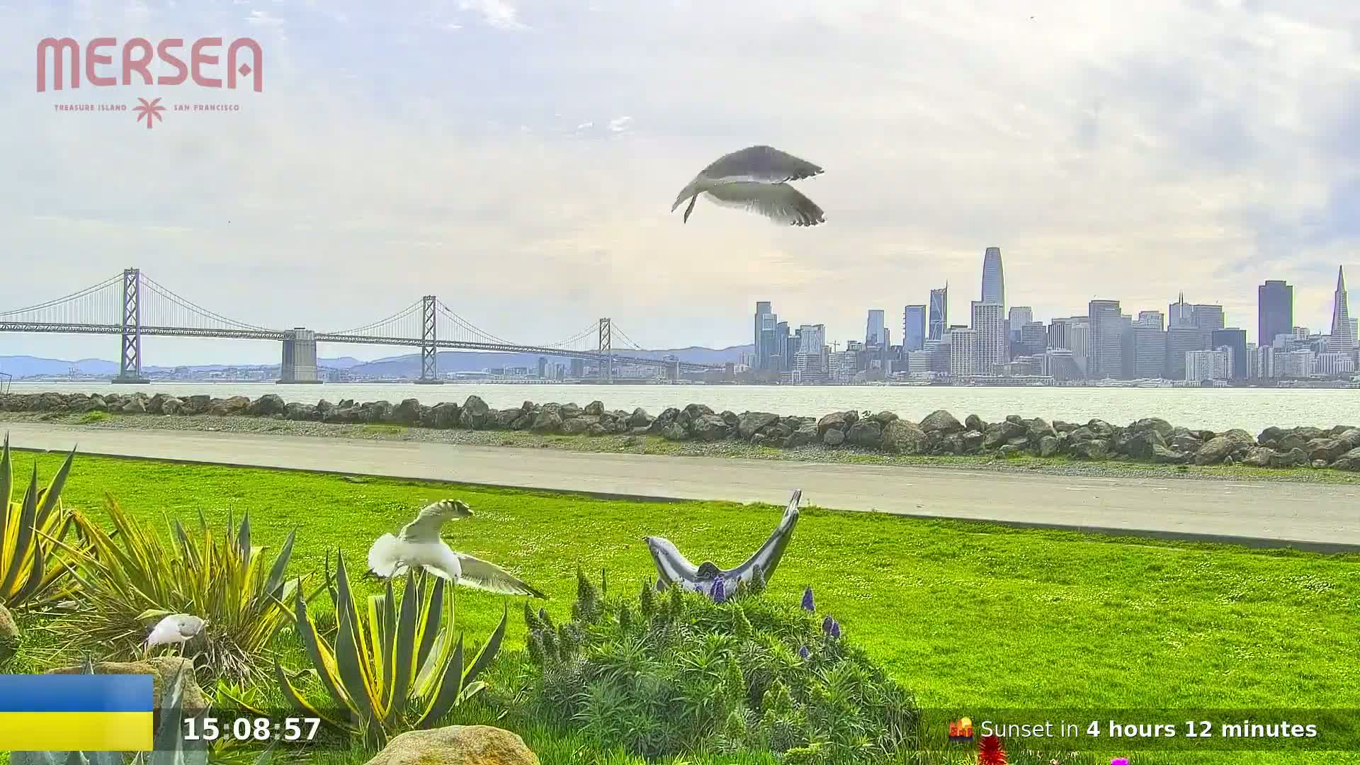 Two seagulls fly over a grassy area with a sculpture, near a waterfront with a bridge and the San Francisco skyline visible in the distance under a partly cloudy sky.
