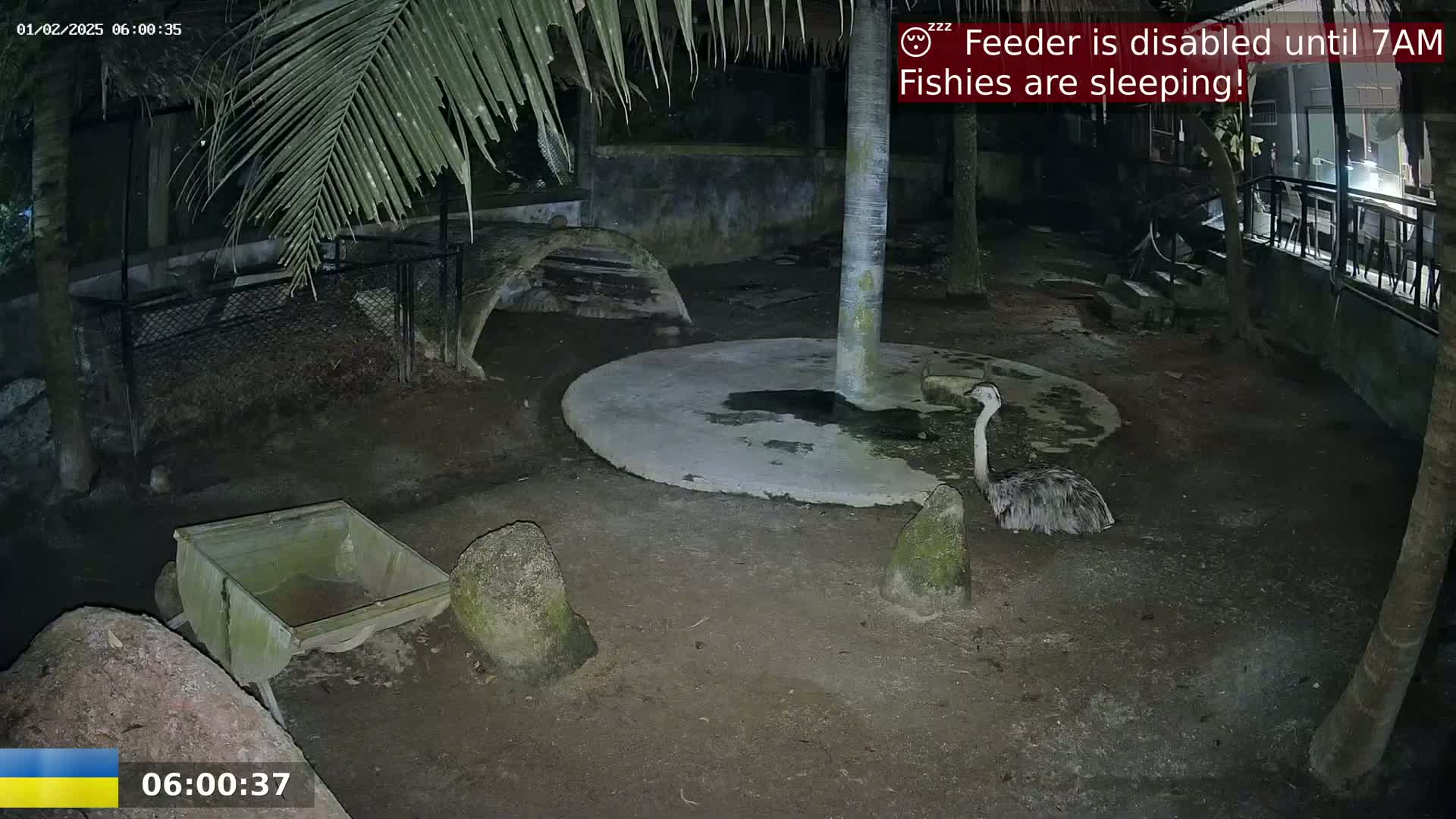 At night, a rhea stands in an enclosure with rocks, a small cart, and a circular concrete area, under the cover of palm trees.