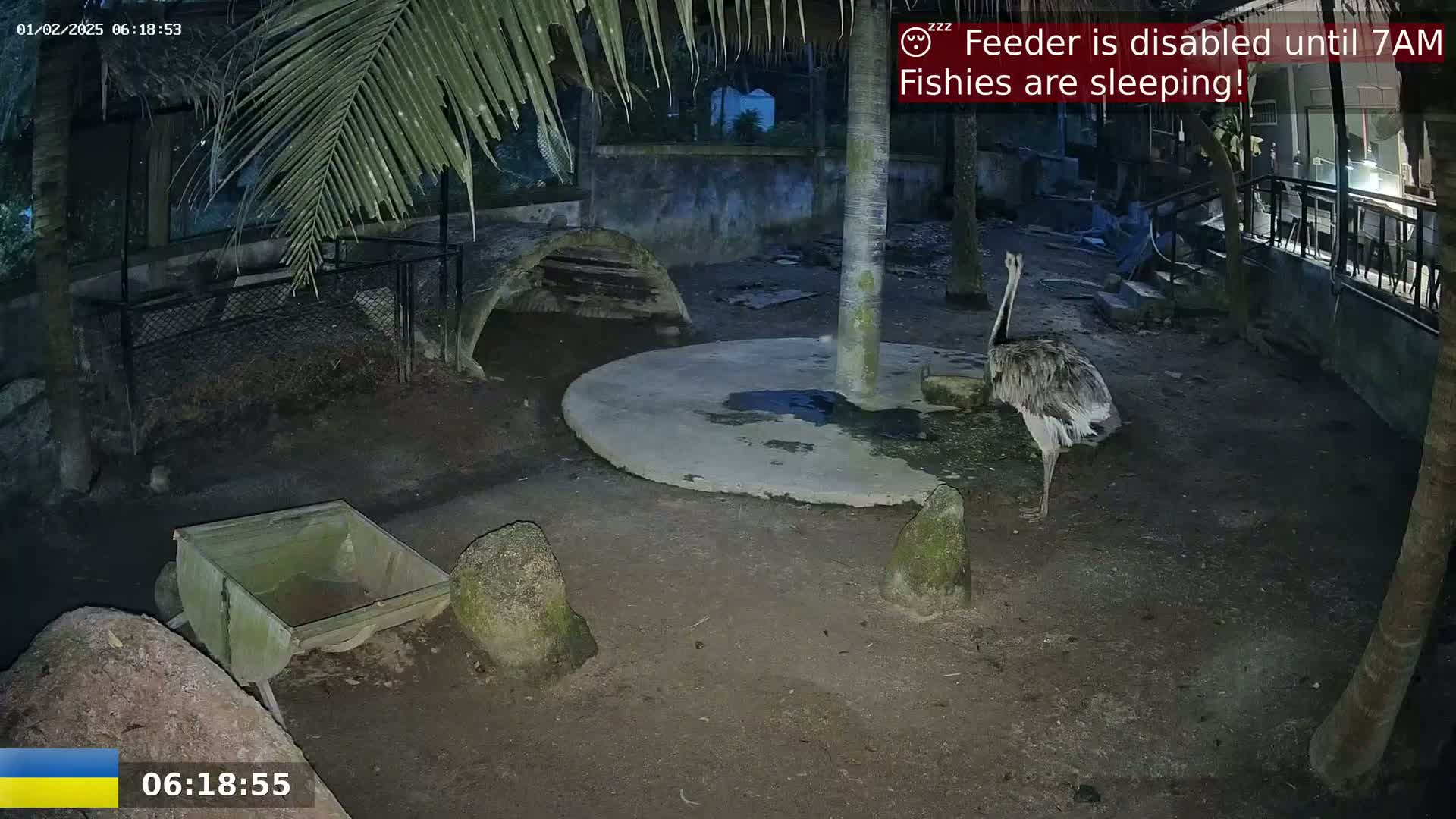 An ostrich stands in a dark, outdoor enclosure at night.
