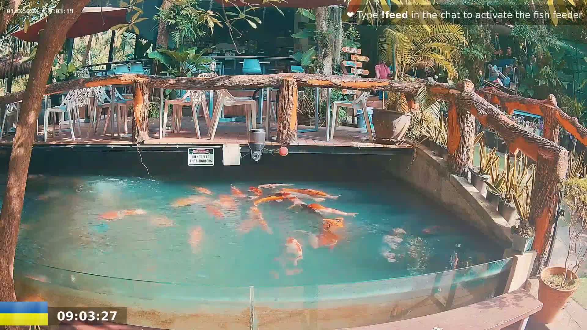 A partially submerged, glass-walled koi pond filled with colorful fish sits beneath an outdoor restaurant patio on a sunny day.