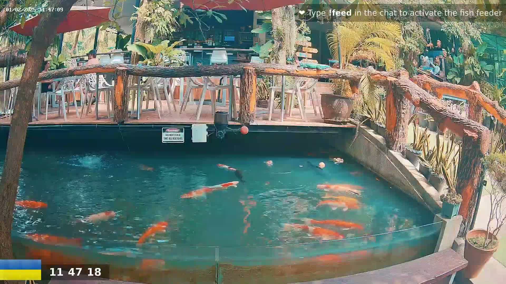 A koi pond with many orange and white fish is situated below an outdoor restaurant with a wooden deck and railing, partially shaded by a red umbrella and surrounded by lush tropical plants.