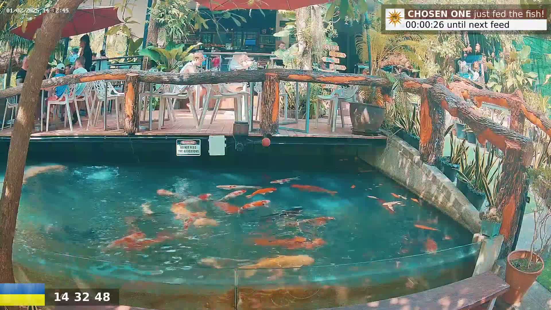 A koi pond with numerous colorful fish is situated below an outdoor restaurant with wooden railings and patrons seated at tables under a partially shaded area.