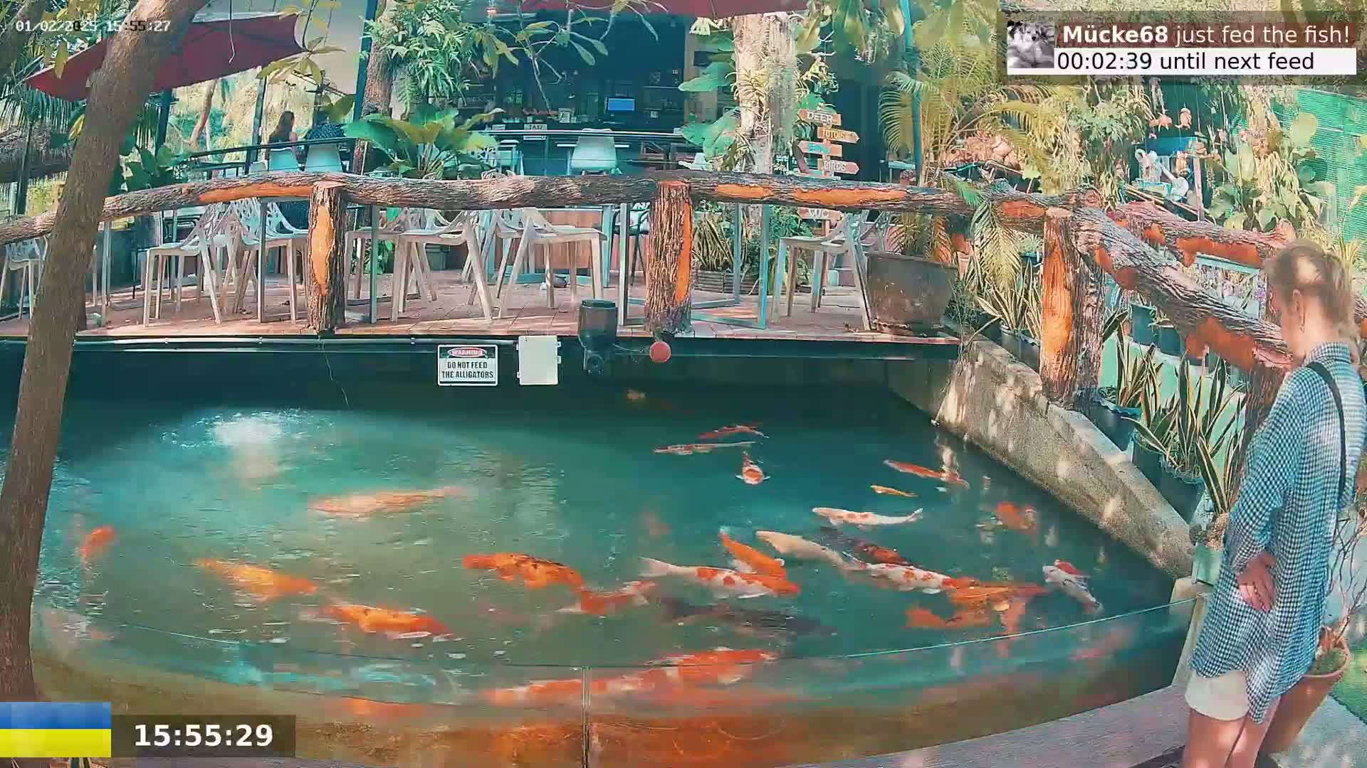 A person stands near an outdoor koi pond surrounded by lush tropical plants and wooden patio furniture.