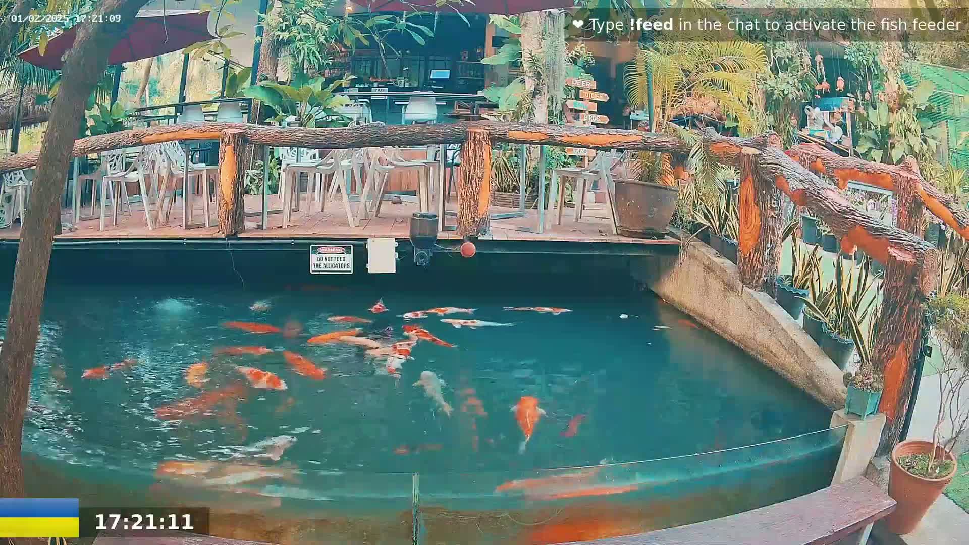 Koi swim in a pond next to an outdoor patio with wooden railings and potted plants.