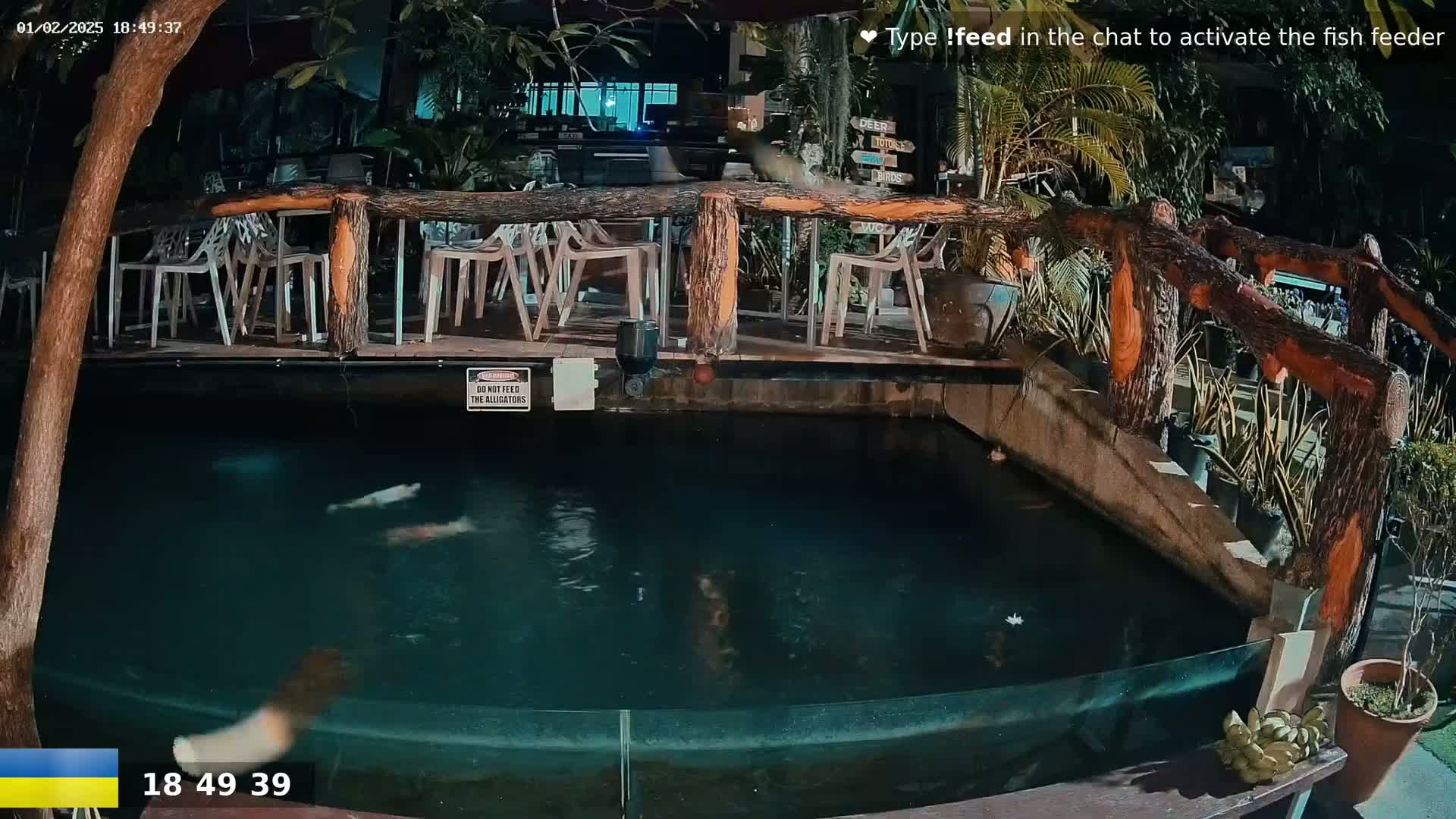 At night, koi swim in a dark pond surrounded by a wooden deck with empty chairs and tropical plants.