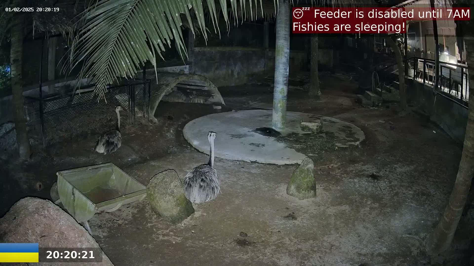 Two rheas are visible in a dimly lit outdoor enclosure at night.