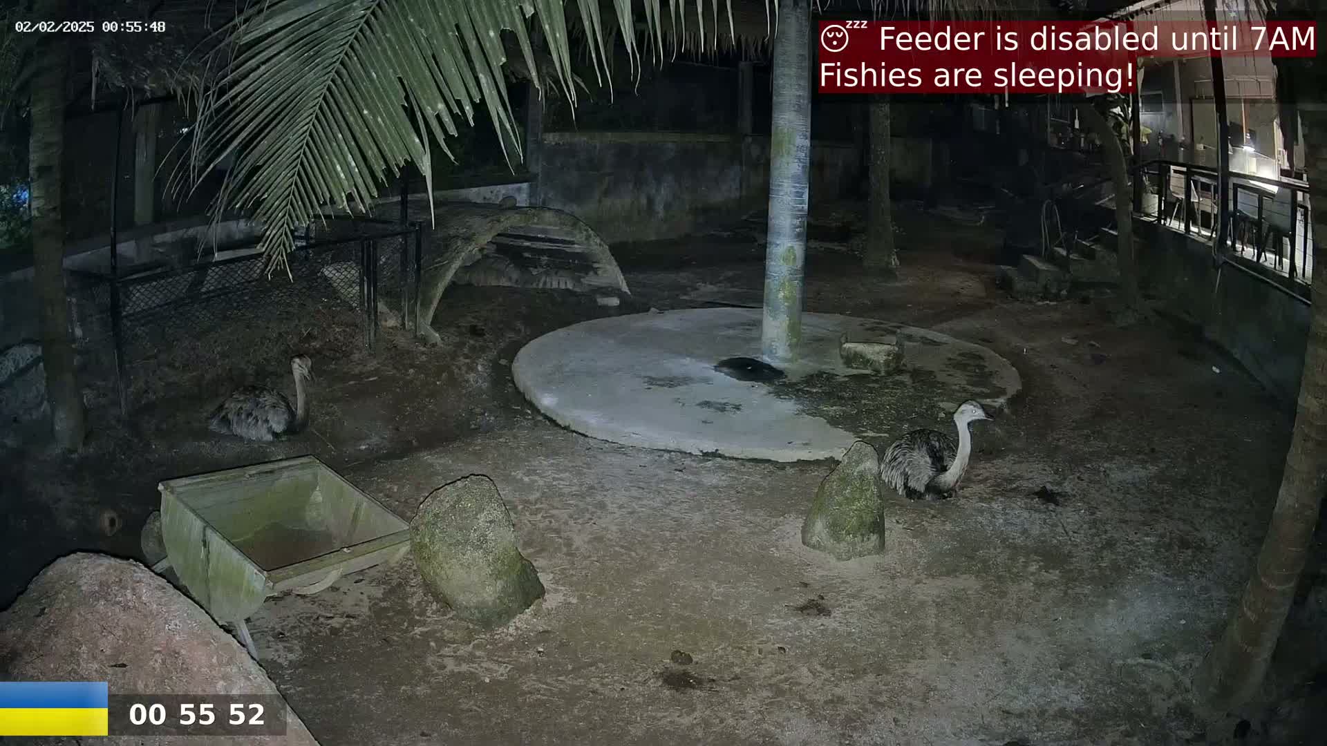 At night, two rheas are visible in a dimly lit enclosure, which also contains a small wheelbarrow and several large rocks.