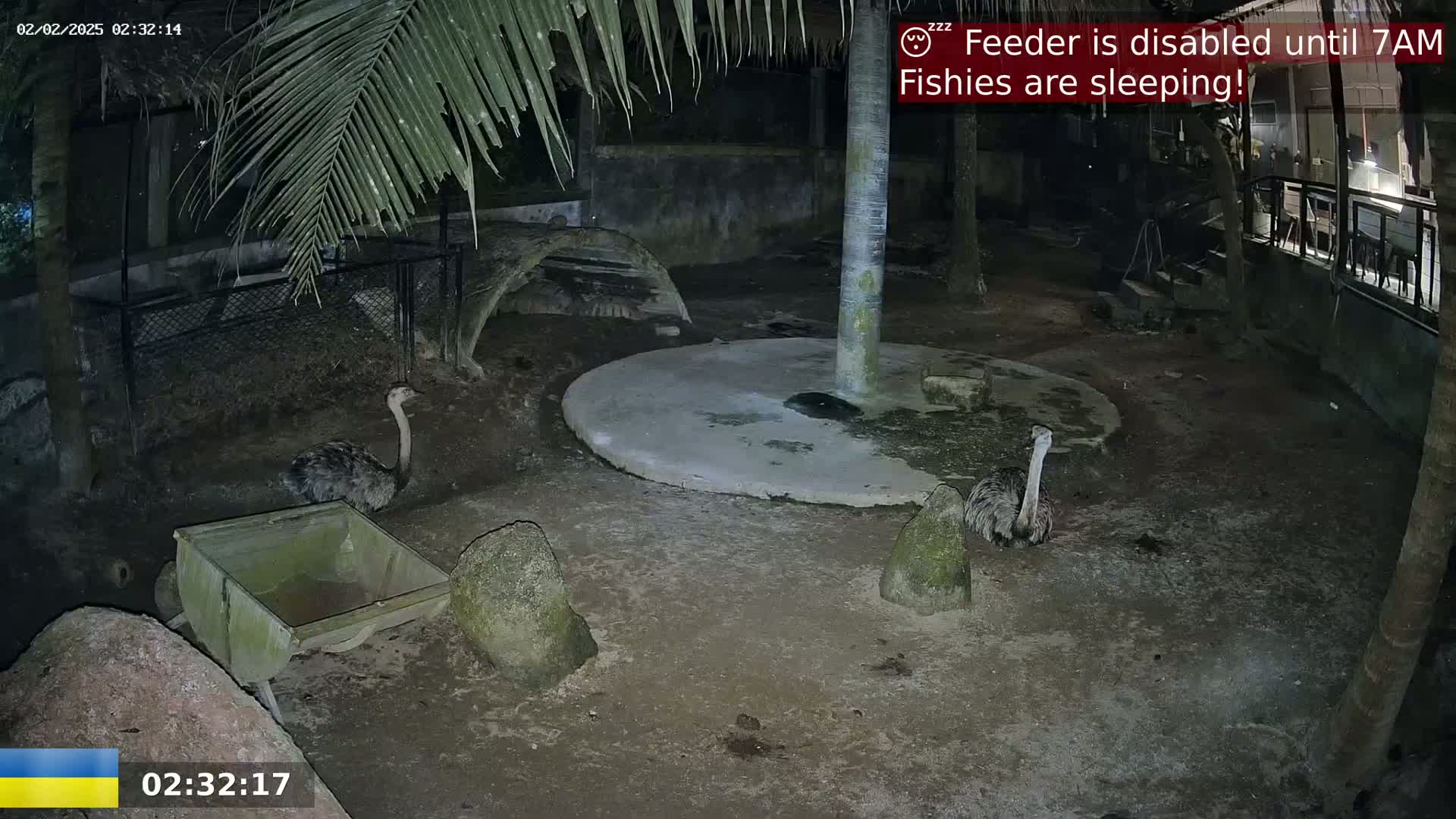 Two ostriches are visible in a dimly lit enclosure at night.