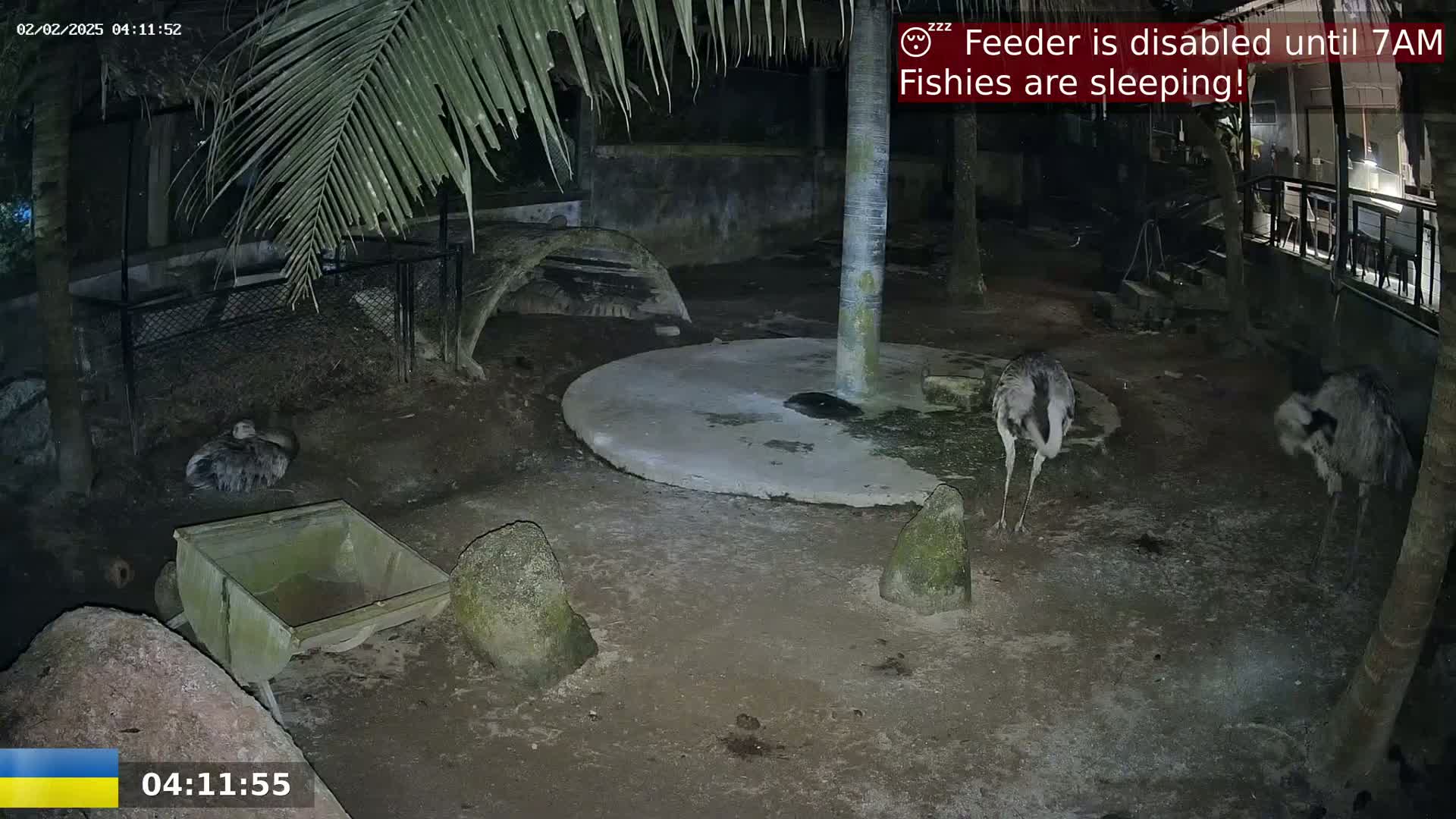 At night, two rheas stand in a dirt enclosure with several rocks, a wheelbarrow, and a covered area, under palm trees.