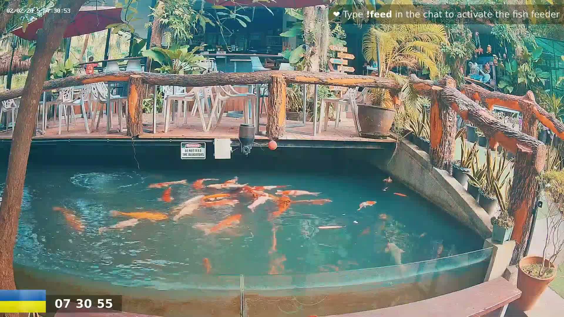 Koi fish swim in a pond next to an outdoor restaurant with a wooden deck and surrounding tropical plants.