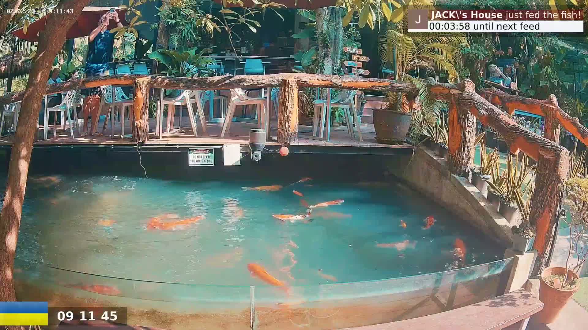 A pond filled with orange koi fish is situated below an outdoor patio area with wooden railings and chairs, under a sunny sky.