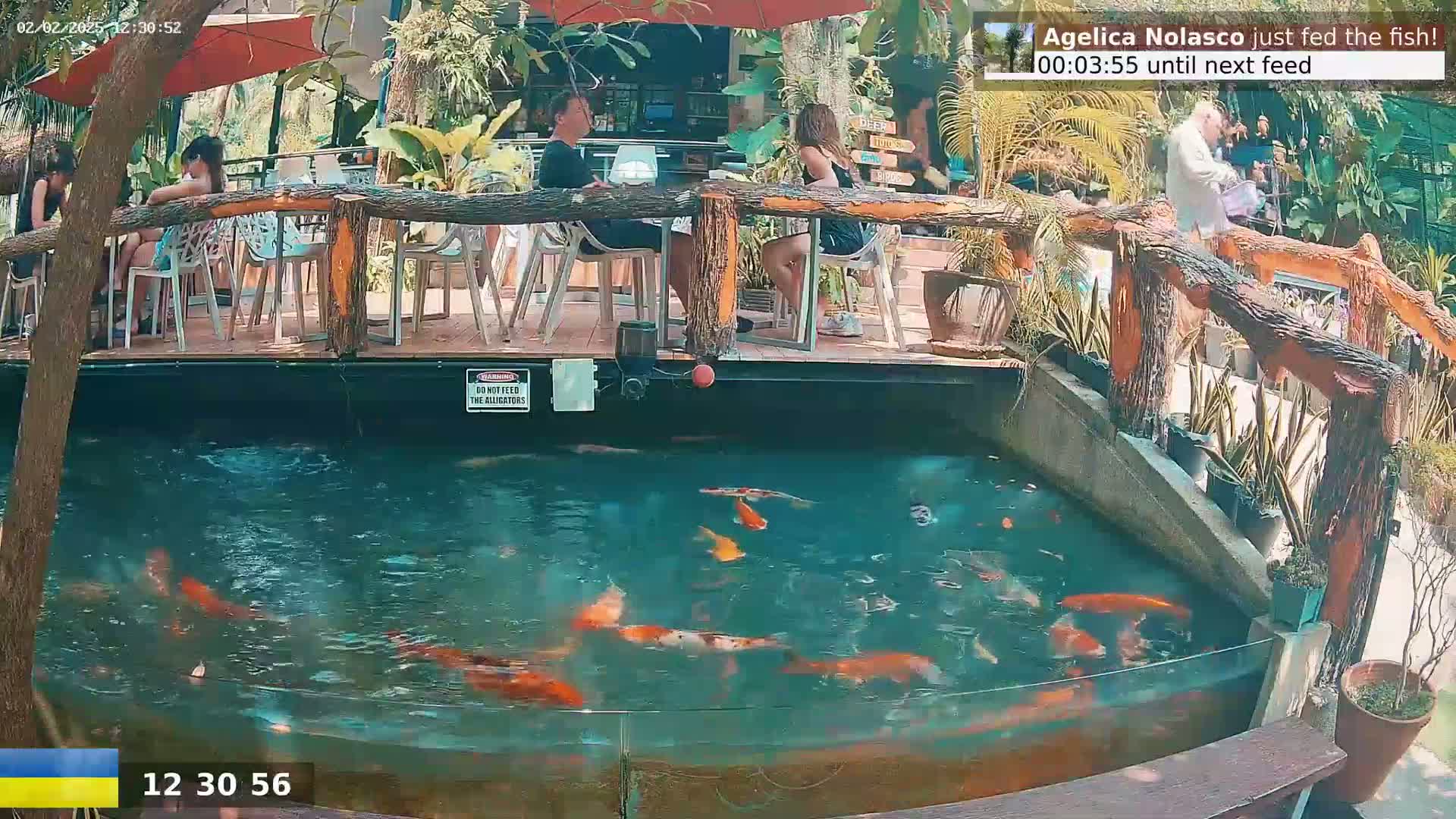 Many colorful koi fish swim in a pond next to an outdoor cafe with several people seated at tables under a shaded patio.