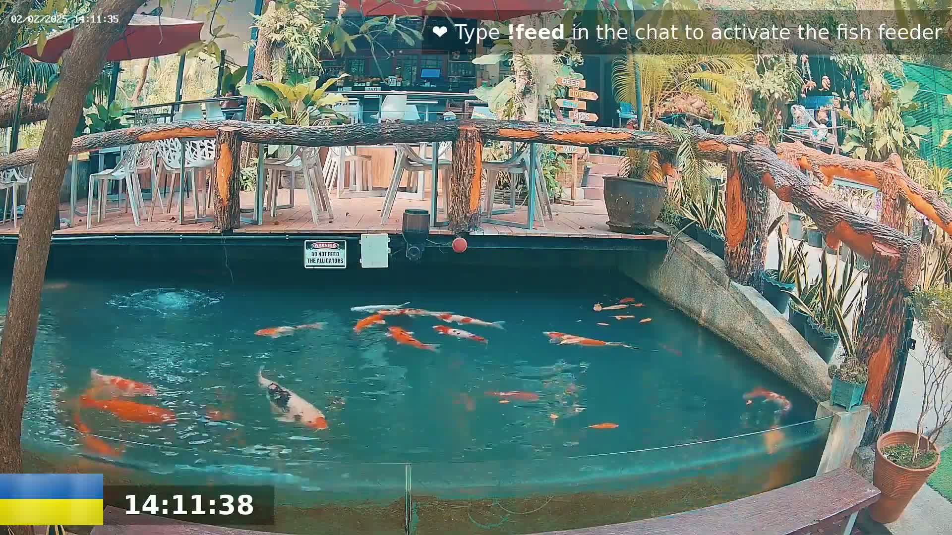 Koi fish swim in a rectangular pond next to an outdoor patio with wooden railings and tables under an umbrella.