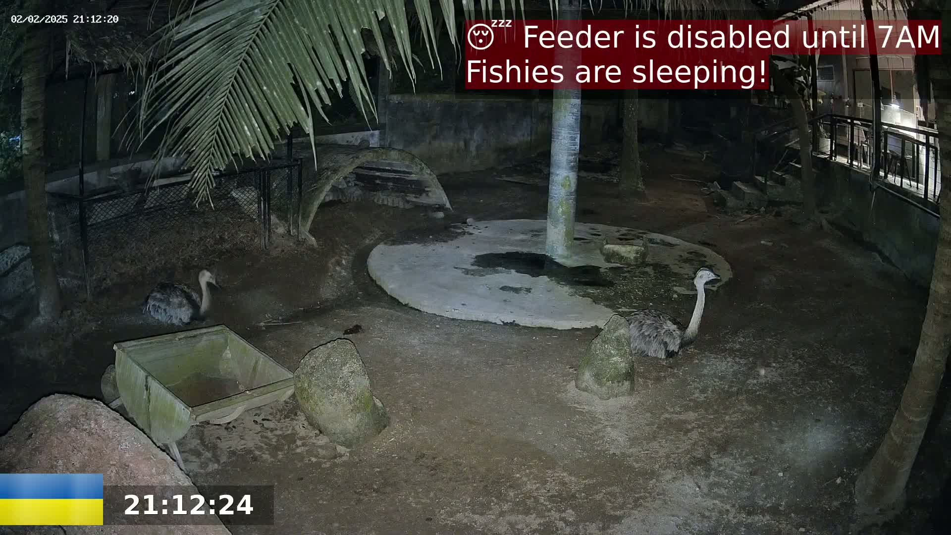 Two rheas are visible in a dark, outdoor enclosure at night.