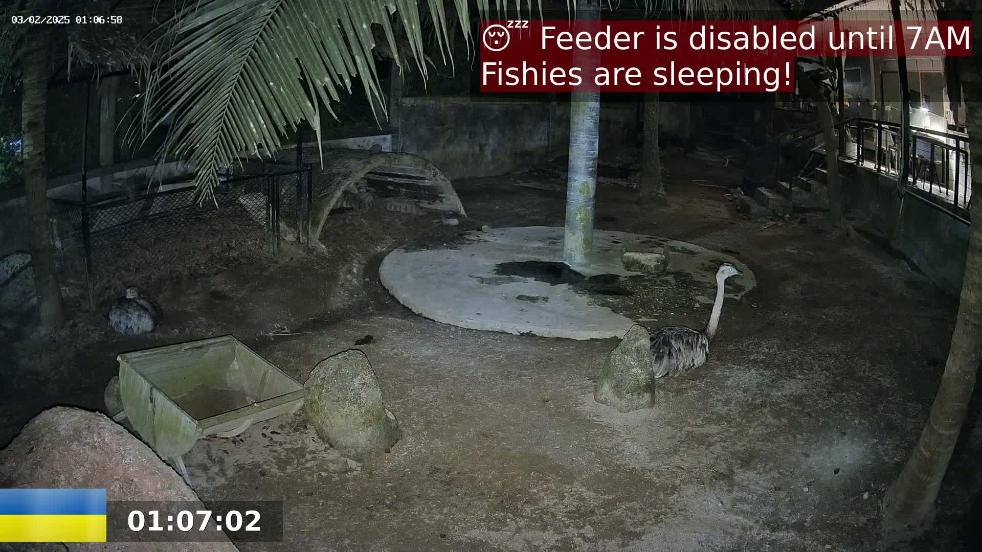 A nighttime outdoor enclosure shows a rhea and another bird resting near rocks and a small trough, under palm trees.