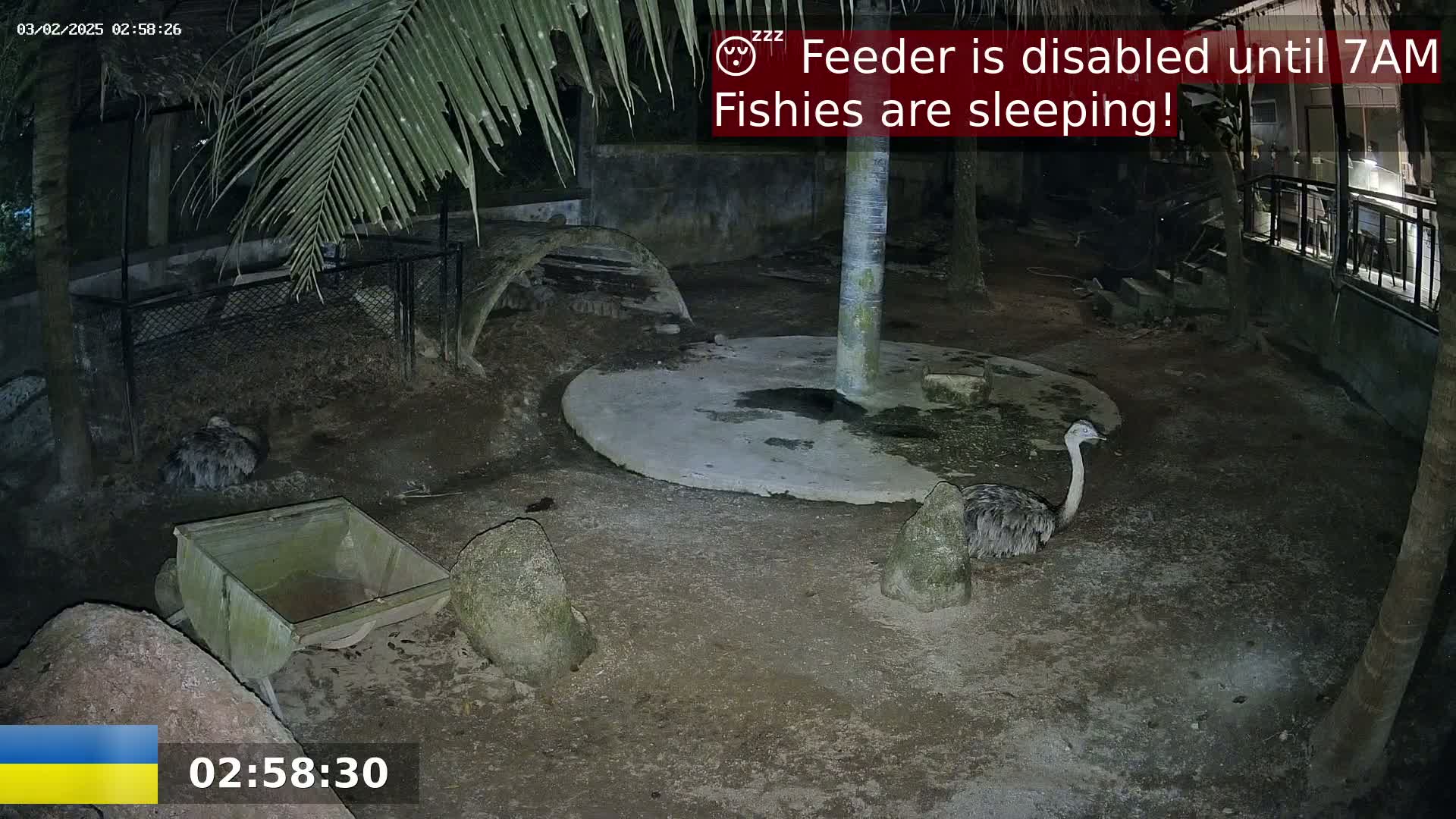 At night, two rheas are visible in an enclosure, along with a small cart and large rocks, under the cover of palm trees.